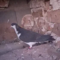 کفتر ساده دم کلاغ|پرنده|تایباد, |دیوار