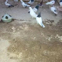فروش کفتر