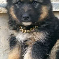 توله ژرمن اصل