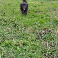 فروش یا معاوزه