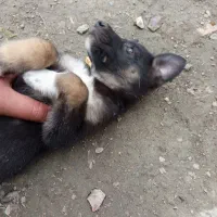 سگ مالینویز