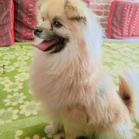 سگ پامر اشپیت ۲۰ملیون