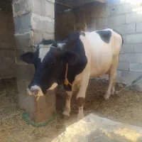 با سلام .یک عدد گوساله ی نر سن دو ساله