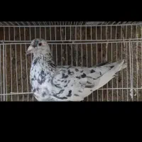 کفتر سار