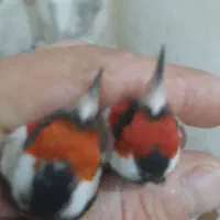 سهره سردشت|پرنده|همدان, |دیوار