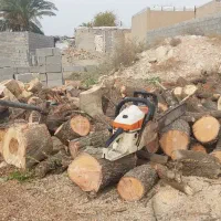 قطع درخت و حرص