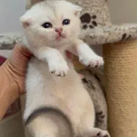 چین چیلا فولد|گربه|تهران, دکتر هوشیار|دیوار