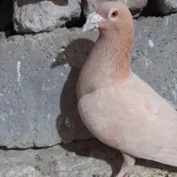 کبوتر زرد ماده|پرنده|زهک, |دیوار