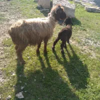 دومیش دوبره|حیوانات مزرعه|مسجد سلیمان, |دیوار