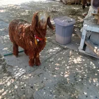 بره و کهره