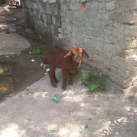 بره قره قزل