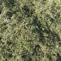 حدود ۷۰۰ کیلو یونجه درجه یک