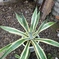 گل آگاو|گل و گیاه طبیعی|رشت, حومه رشت|دیوار