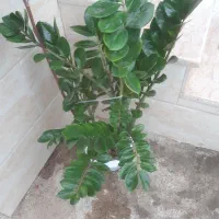 گل زاموفیلیا