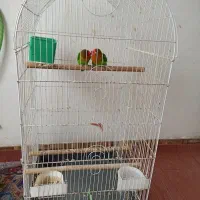 طوطی برزیلی جوان|پرنده|املش, |دیوار