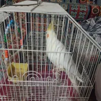 عروس هلندی نر لوتینو|پرنده|قم, انسجام|دیوار