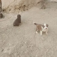 توله پژدر