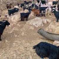 ۵۰ عدد بز بابزغاله داشتی