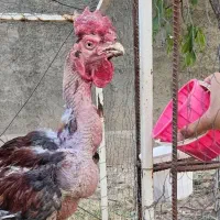 خروس لاری تاجدار