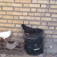 کبوتر زاغ ابادانی|پرنده|شادگان, |دیوار