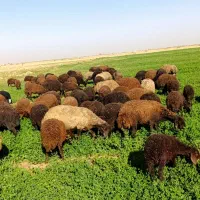 بره ی افشاری