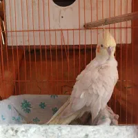 پرنده