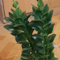 گل و گیاه|گل و گیاه طبیعی|اردبیل, |دیوار