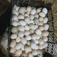 تخم مرغ|خوردنی و آشامیدنی|کارون, |دیوار