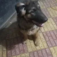 فروش توله ژرمن