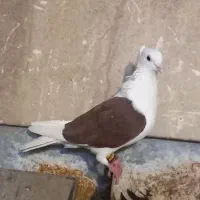 دوکتی|پرنده|اهواز, الصافی|دیوار
