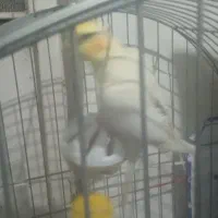 عروس هلندی دستی