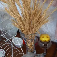 گندم برکت تزئینی