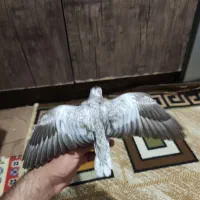 عروس هلندی ایزابلا