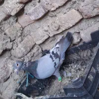 مجسمه