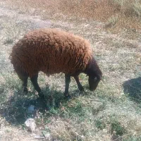 بره نر افشاری اصل مخصوص کشتار