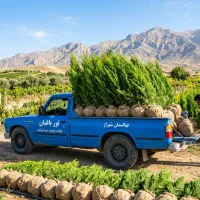نهال سرو شیرازی درجه یک  ارسال بار از شیراز