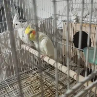 عروس هلندی
