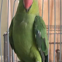 طوطی ملنگو ماده آماده (فروش و معاوضه)|پرنده|تهران, آرارات|دیوار