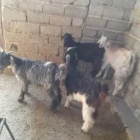 کهره