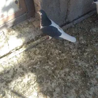 چپ سیاه|پرنده|رفسنجان, |دیوار