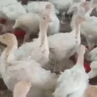 جوجه بوقلمون بیوتی ۶  یک ماه
