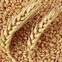 بذر ماکارونی یا درام