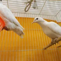 اسباب بازی زینتی فانتزی