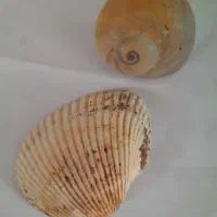 گوش ماهی(صدف)