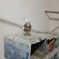 طوقی|حیوانات|همدان, |دیوار