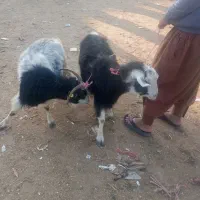 دوتا ماده بز چاق|حیوانات مزرعه|گنبد کاووس, |دیوار