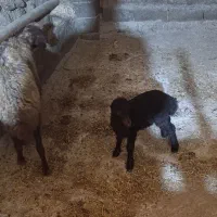 میش وبره|حیوانات مزرعه|صحنه, |دیوار