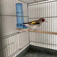 سهره کرمونی رام رام