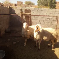 بره قوچ|حیوانات مزرعه|باشتین, |دیوار