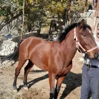 قیمت ۳۵تومن|اسب و تجهیزات اسبسواری|خدا آفرین, |دیوار